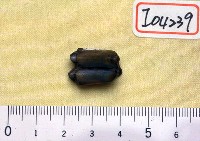 藏品(象門齒一段鹿牙一枚)的圖片